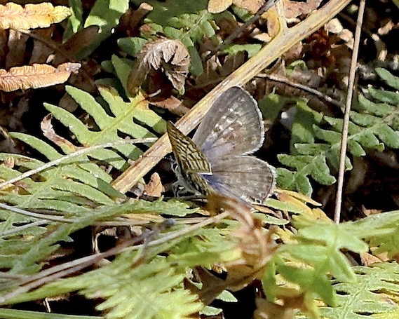 Lang's short-tailed blue